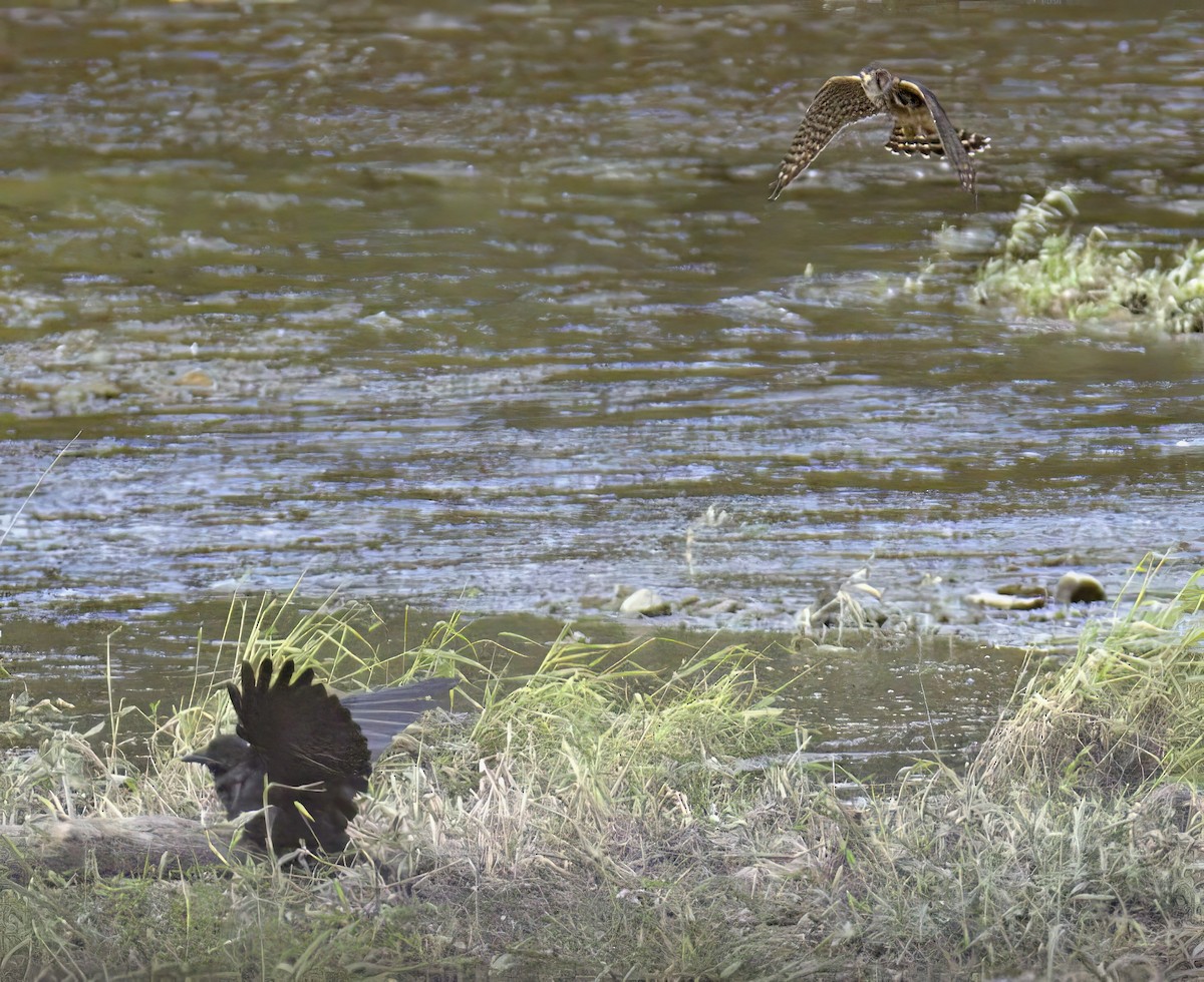 dřemlík tundrový - ML641421422