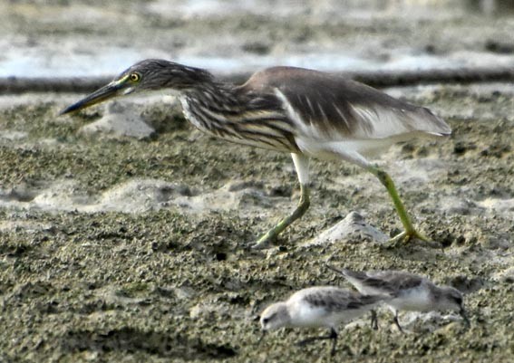 Chinese Pond-Heron - ML641421423