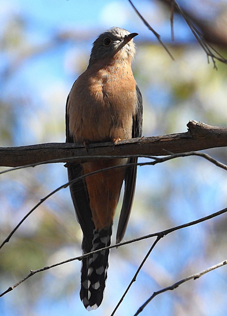 Fan-tailed Cuckoo - ML641421426