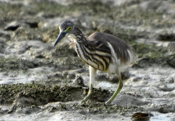 Chinese Pond-Heron - ML641421427