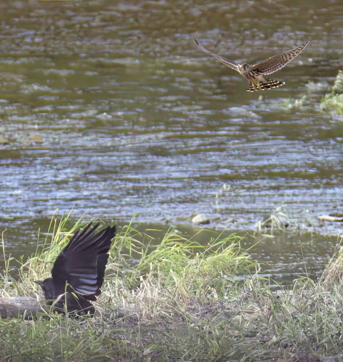 dřemlík tundrový - ML641421430