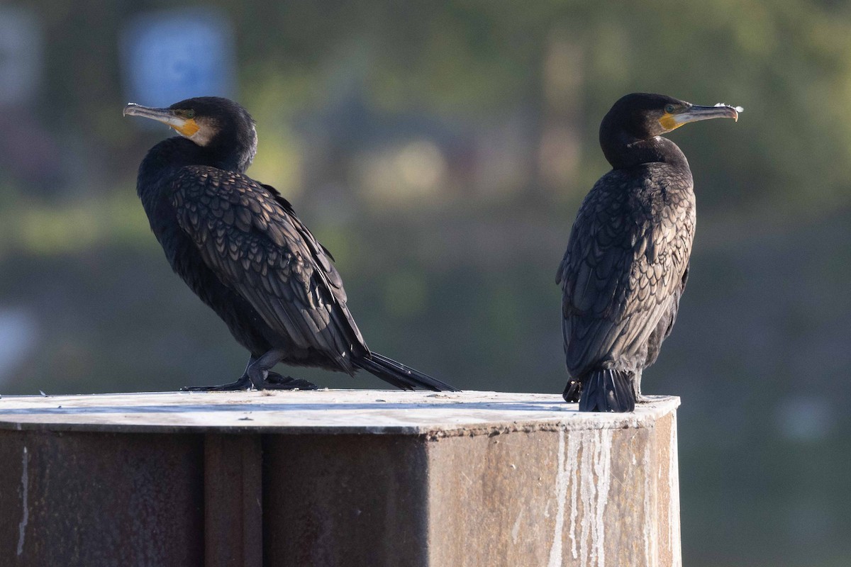 Great Cormorant (Eurasian) - ML641421434