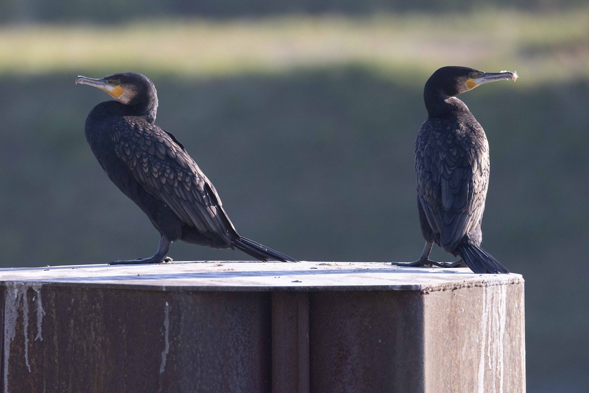 Great Cormorant (Eurasian) - ML641421435