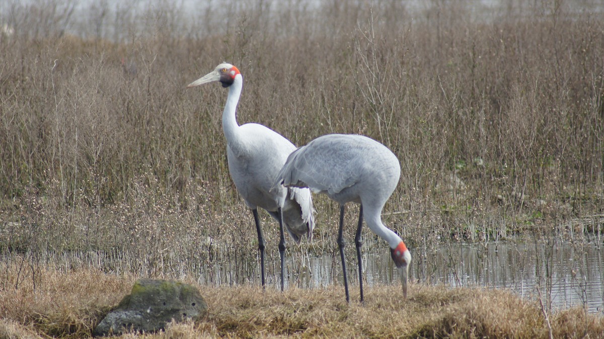 Grulla Brolga - ML641421450
