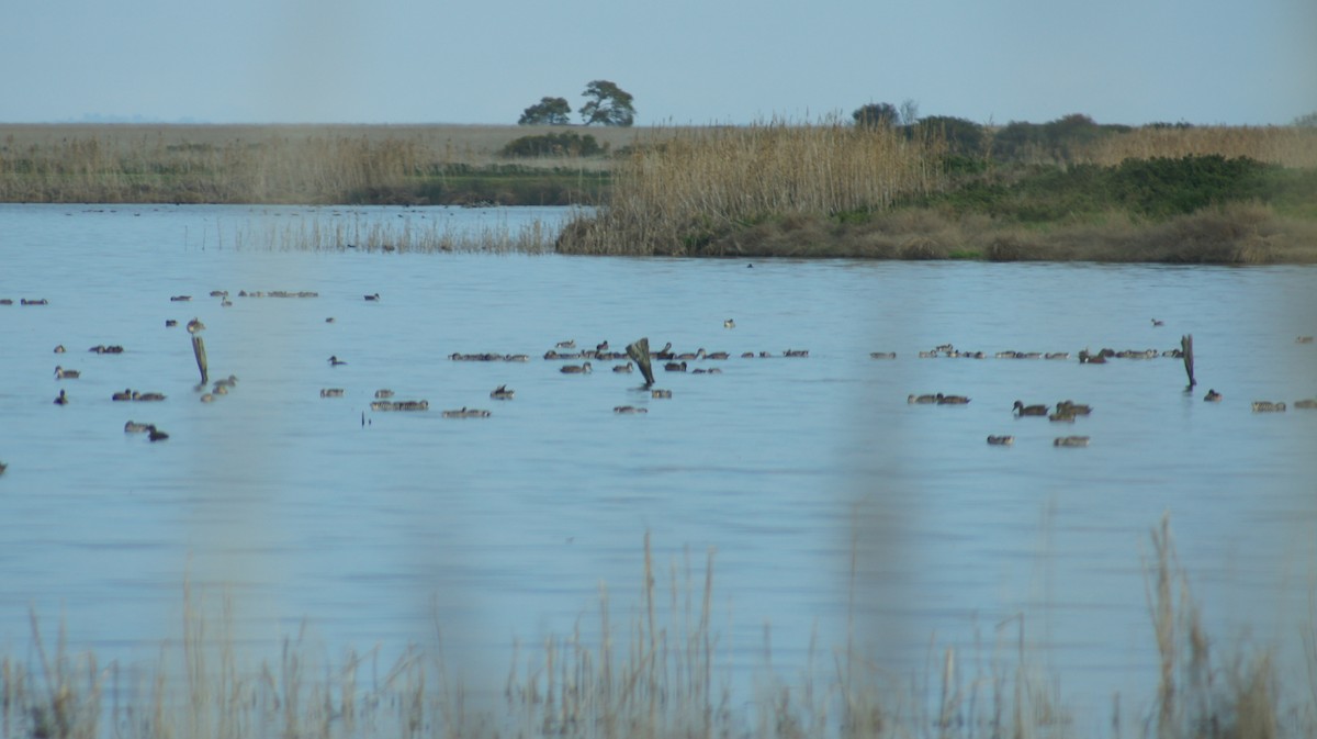 Pato Pachón - ML641421454