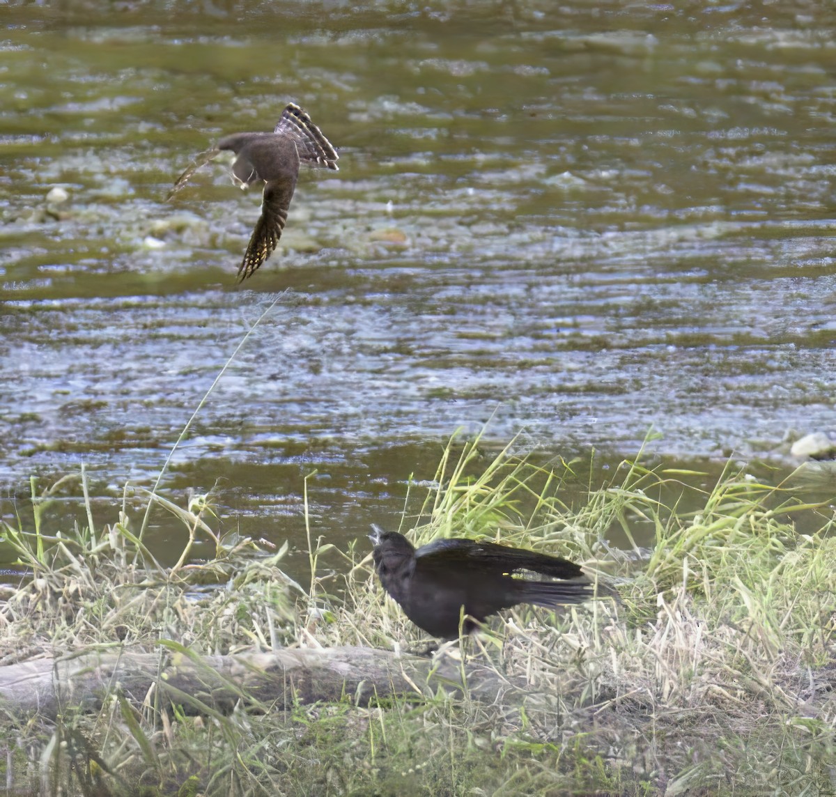 American Crow - ML641421455