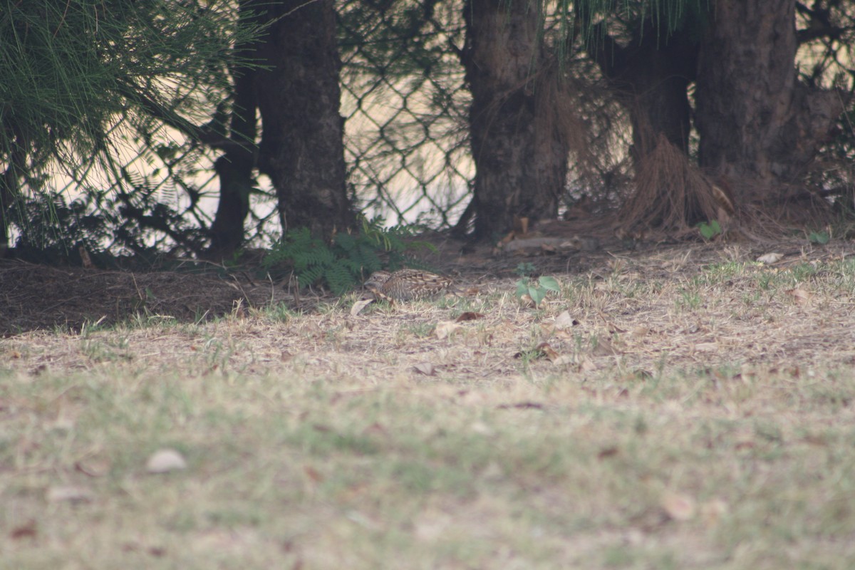 Madagascar Buttonquail - ML641421458