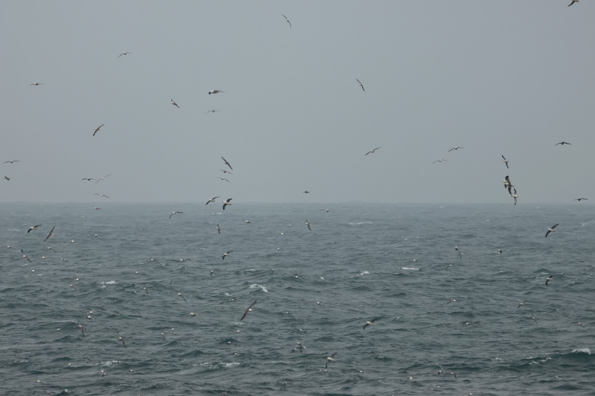 Fulmarra (Atlantikokoa) - ML641421459