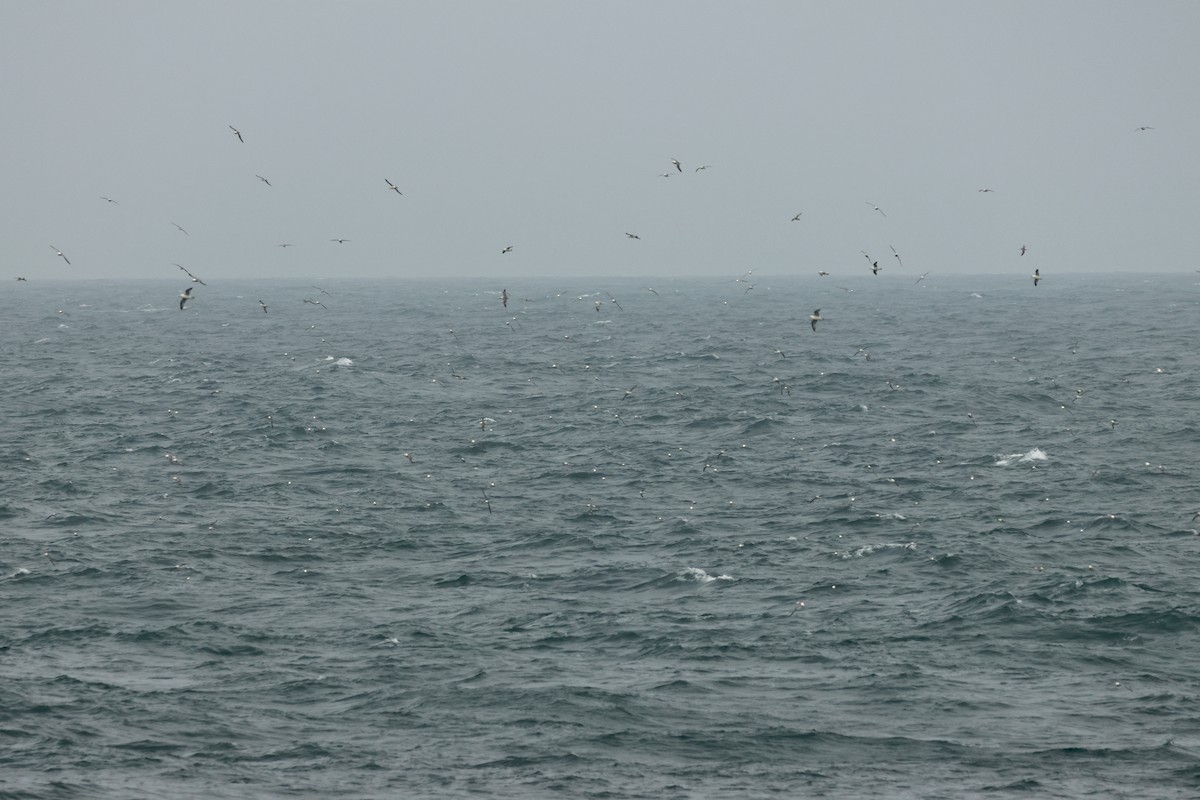 Fulmarra (Atlantikokoa) - ML641421460
