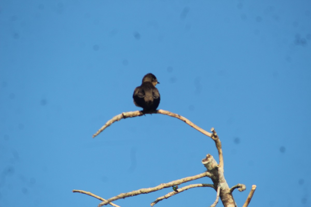 Southern Rough-winged Swallow - ML641421467