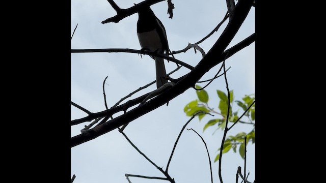 Oriental Magpie-Robin - ML641421469