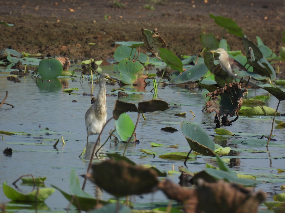 Indian Pond-Heron - ML641421488