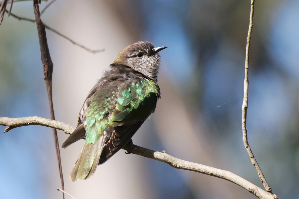 Shining Bronze-Cuckoo - ML641421496