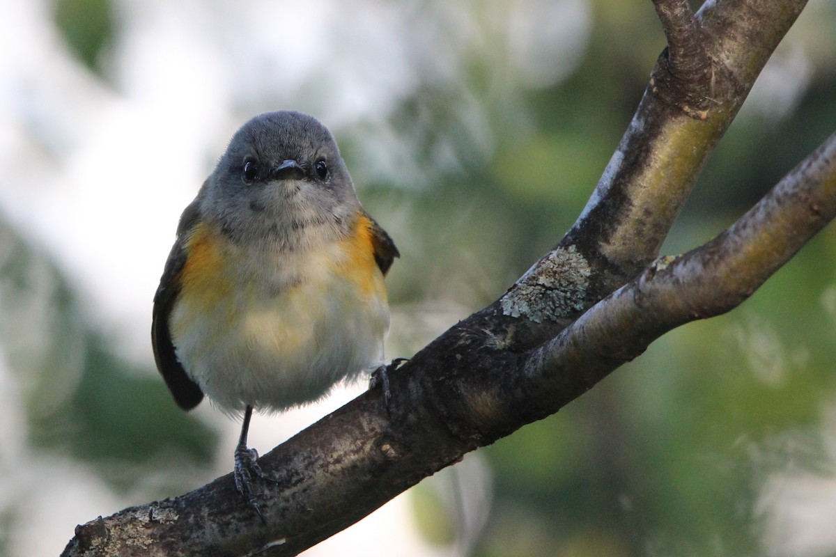 American Redstart - ML641421497