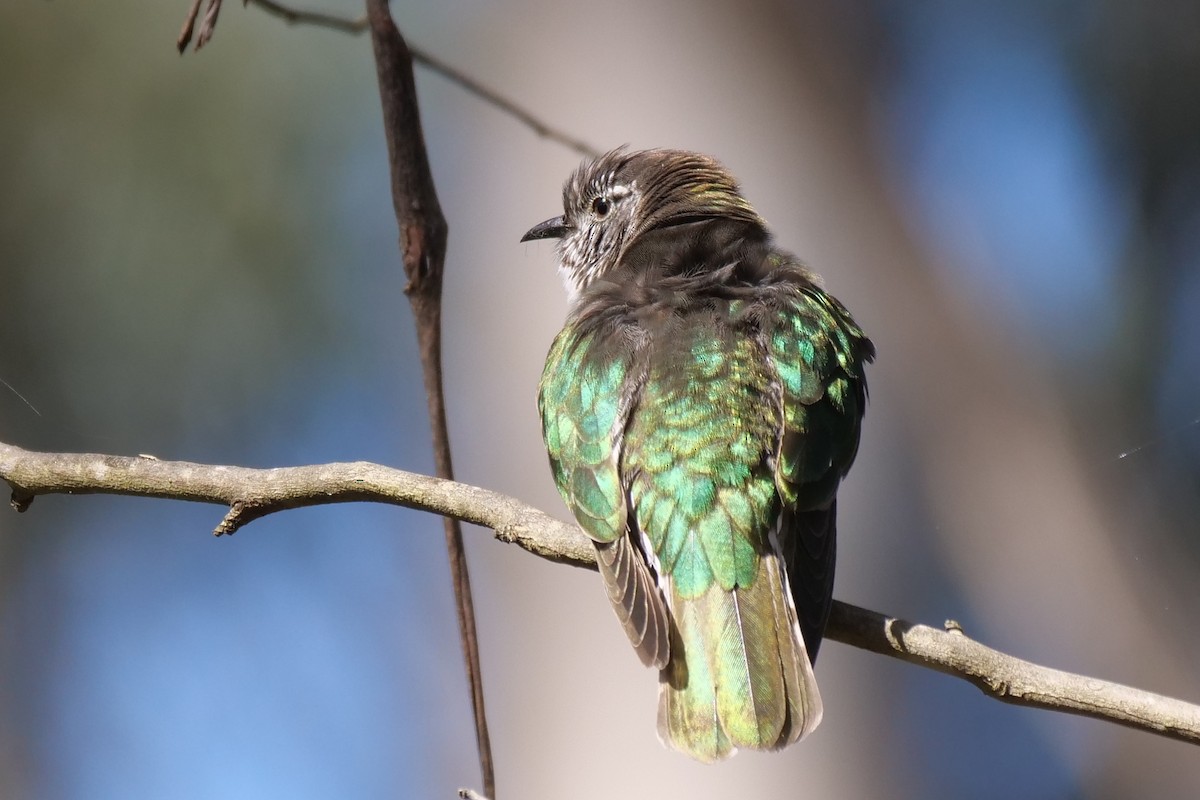 Shining Bronze-Cuckoo - ML641421498
