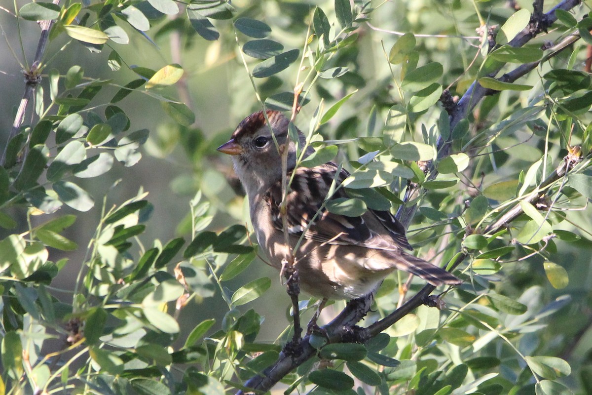 White-crowned Sparrow - ML641421500