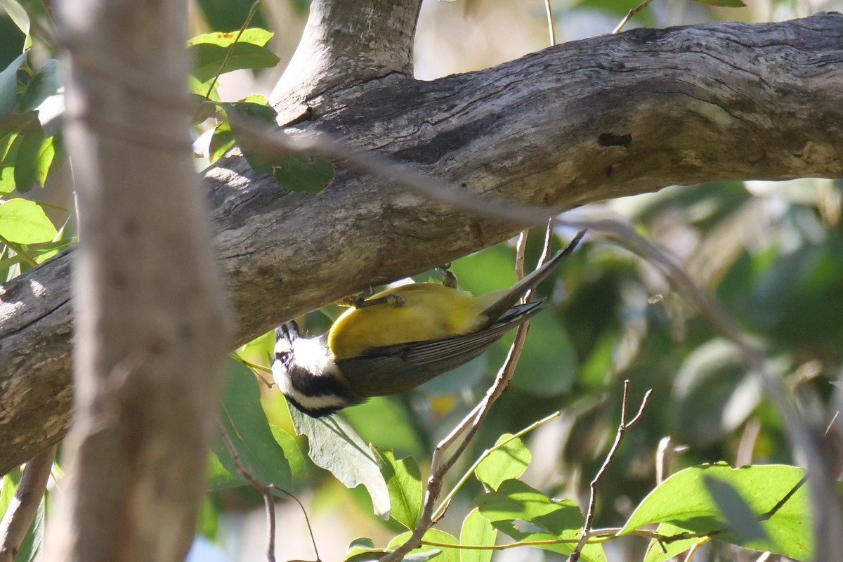 Eastern Shrike-tit - ML641421503