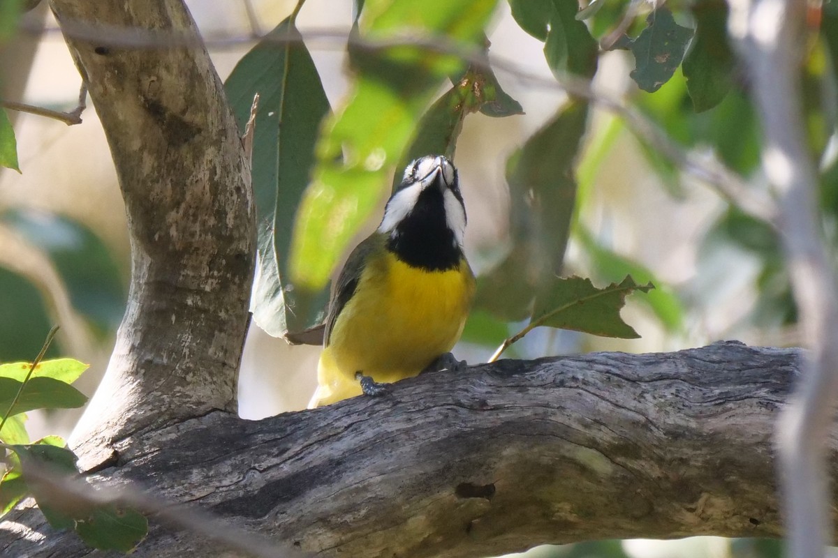 Eastern Shrike-tit - ML641421506
