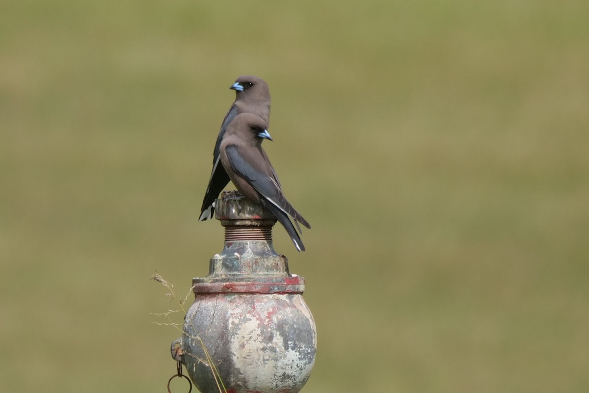 Dusky Woodswallow - ML641421510