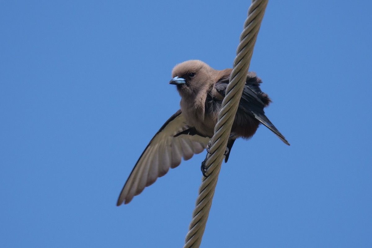 Dusky Woodswallow - ML641421512