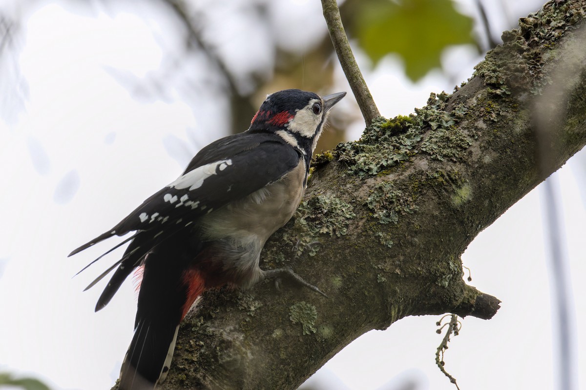 アカゲラ - ML641421537