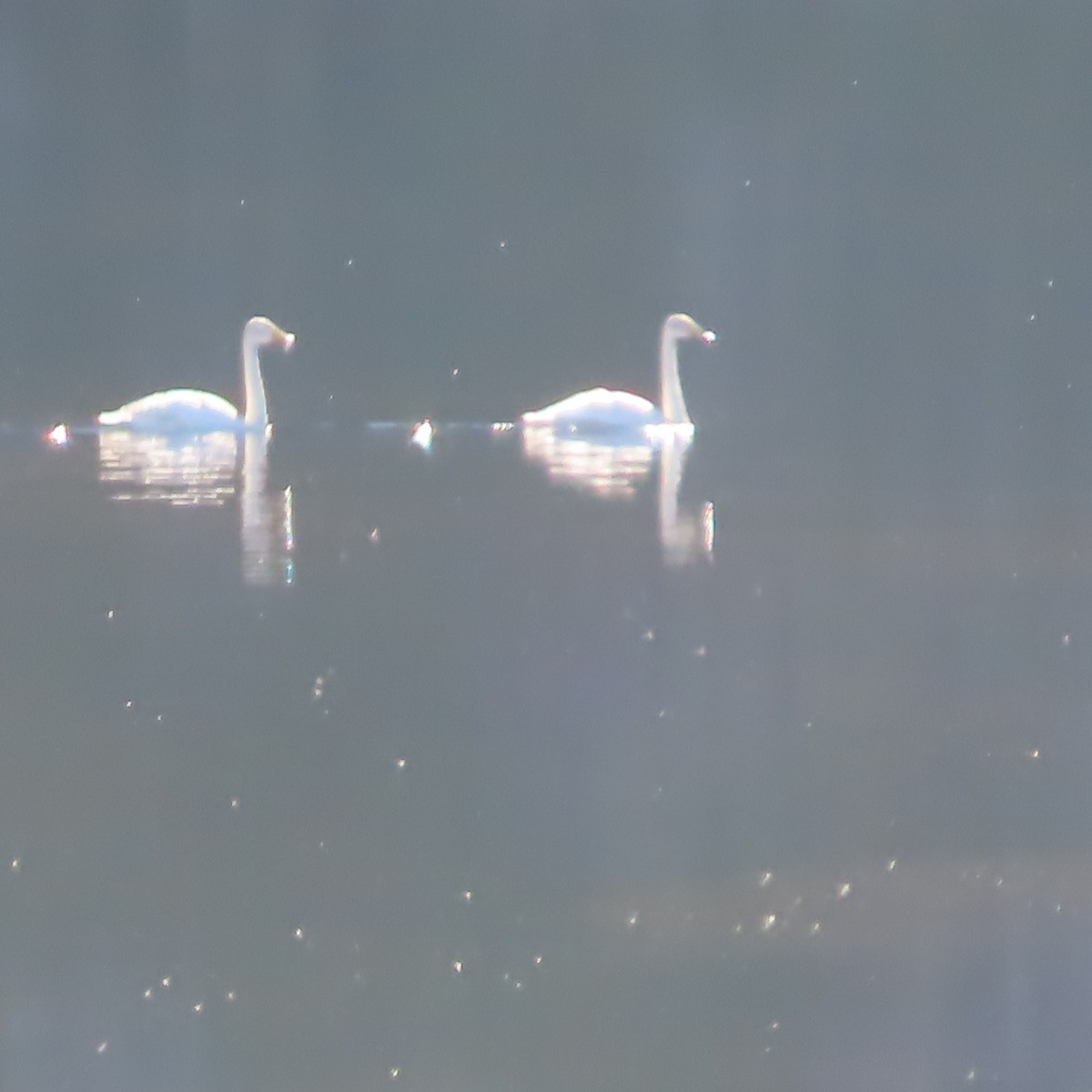 Cigno selvatico - ML641421544