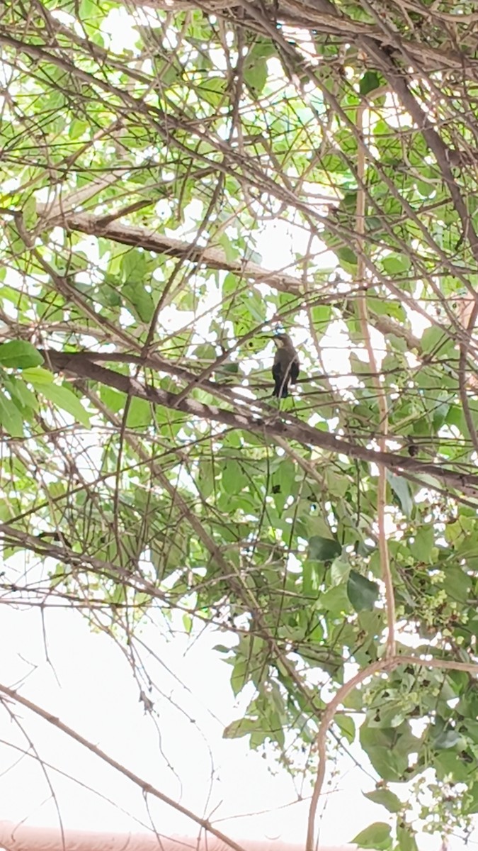 Purple Sunbird - ML641421547