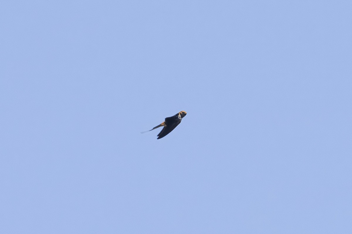 Lesser Striped Swallow - ML641421548