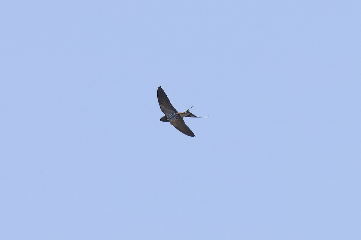 Lesser Striped Swallow - ML641421549
