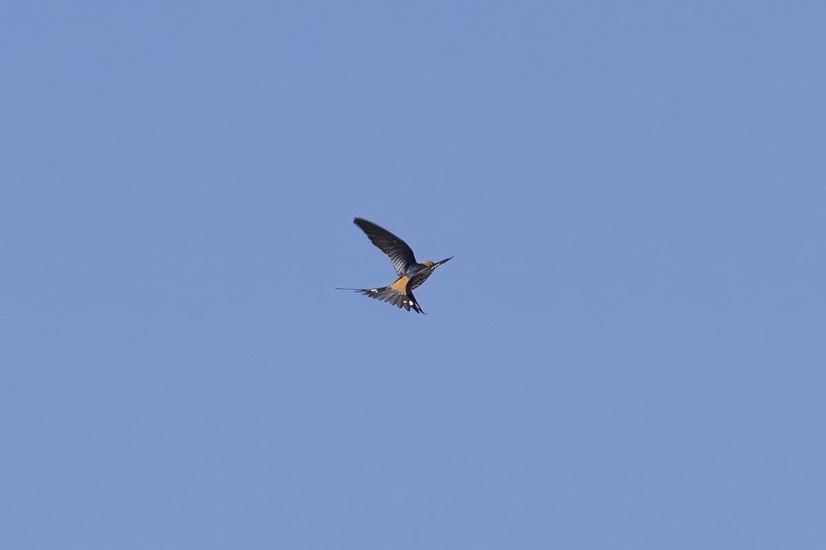 Lesser Striped Swallow - ML641421550