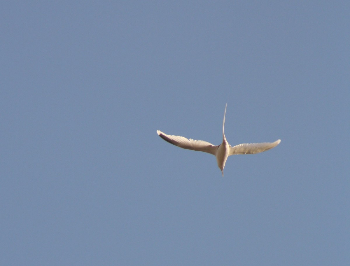 White-tailed Tropicbird (Indian Ocean) - ML641421552