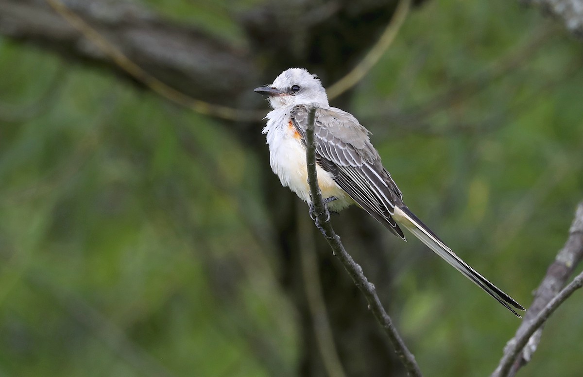 Scissor-tailed Flycatcher - ML641421558