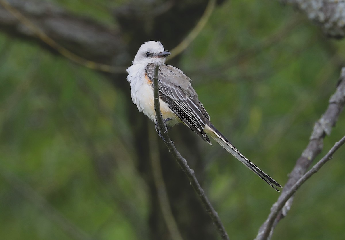 Scissor-tailed Flycatcher - ML641421559