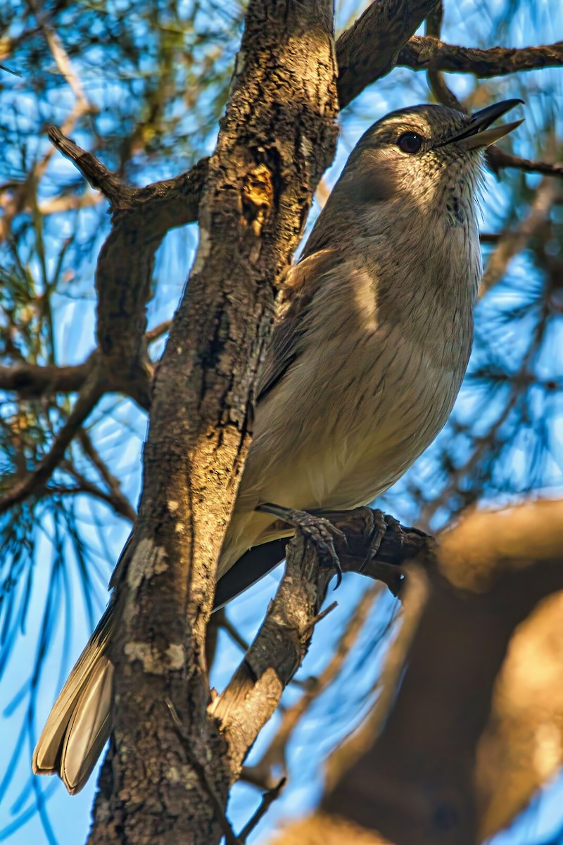 Gray Shrikethrush - ML641421560