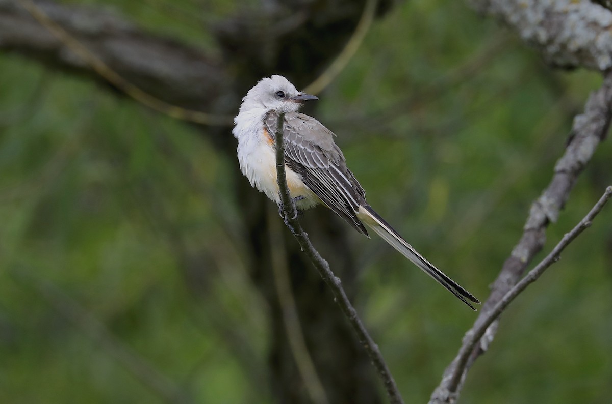 Scissor-tailed Flycatcher - ML641421561