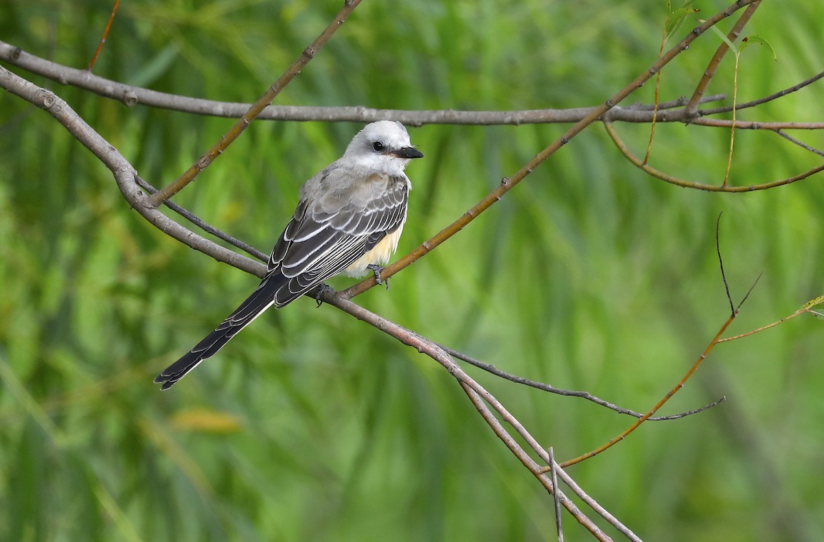 Scissor-tailed Flycatcher - ML641421562