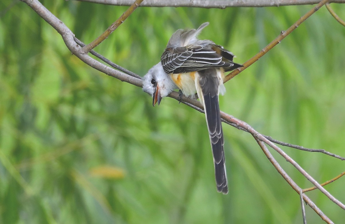 Scissor-tailed Flycatcher - ML641421565