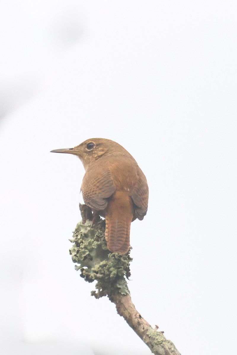 Southern House Wren - ML641421566