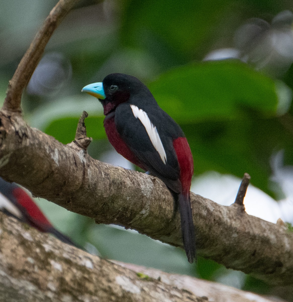 Black-and-red Broadbill - ML641421567