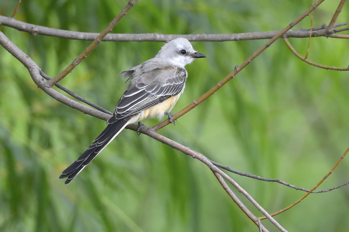 Scissor-tailed Flycatcher - ML641421568