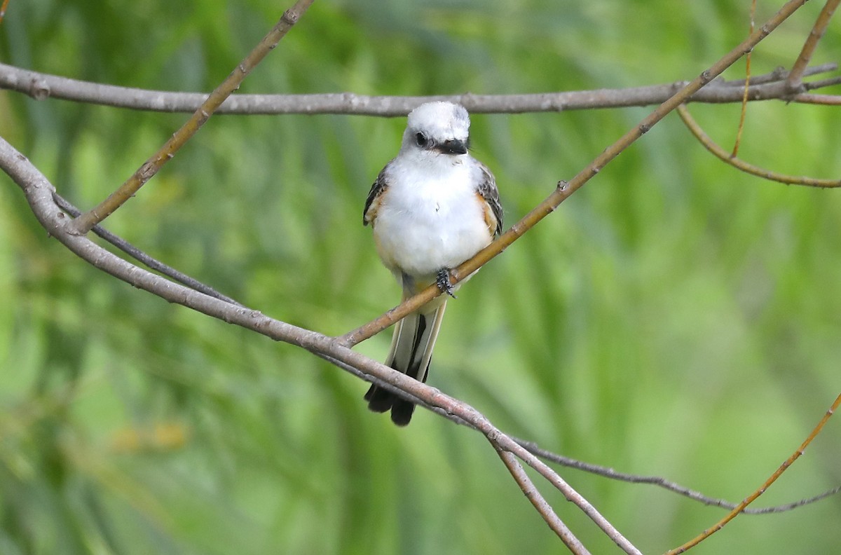 Scissor-tailed Flycatcher - ML641421570