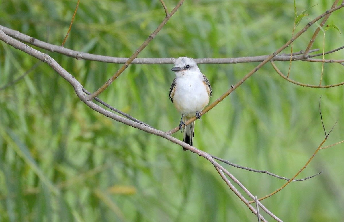 Scissor-tailed Flycatcher - ML641421571