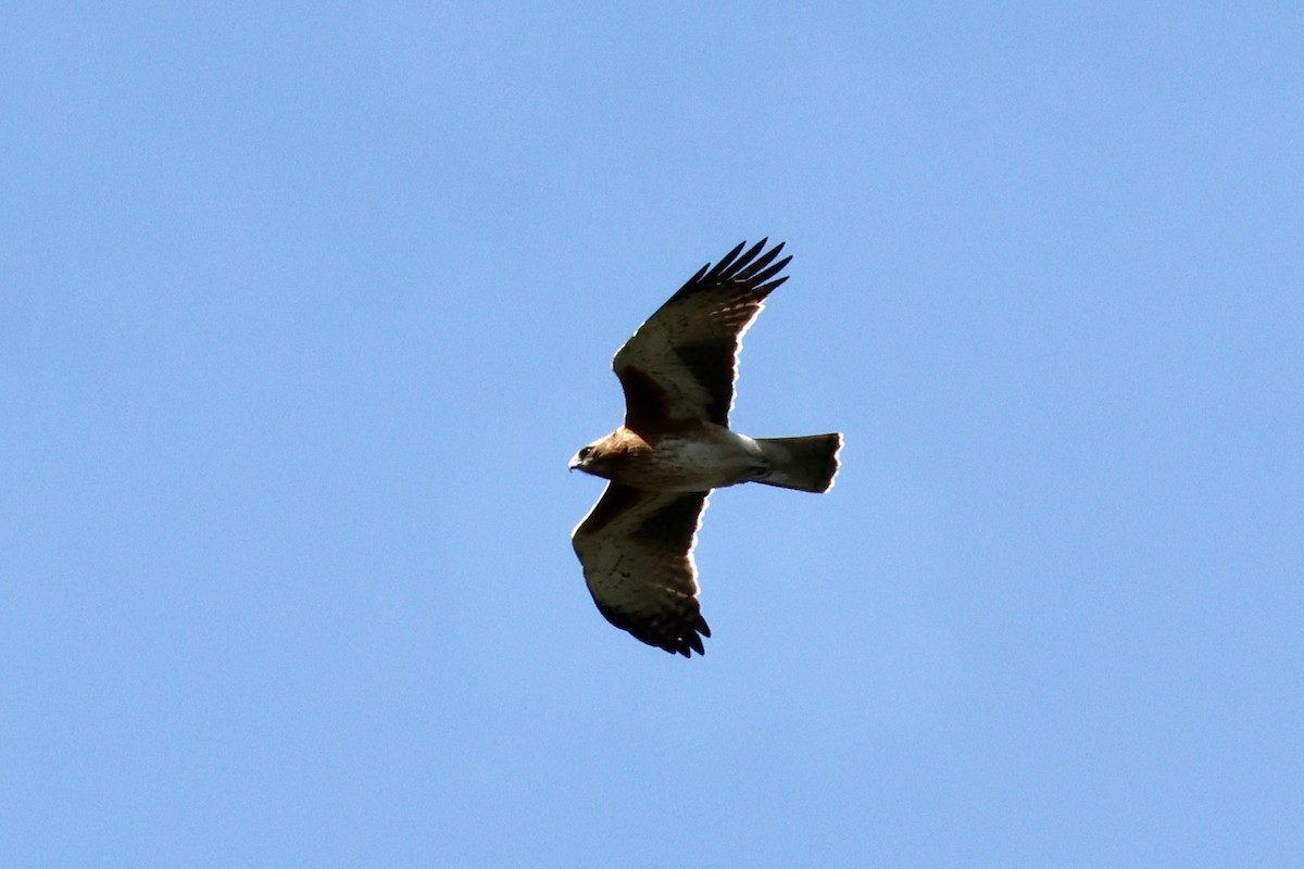 Little Eagle - ML641421572