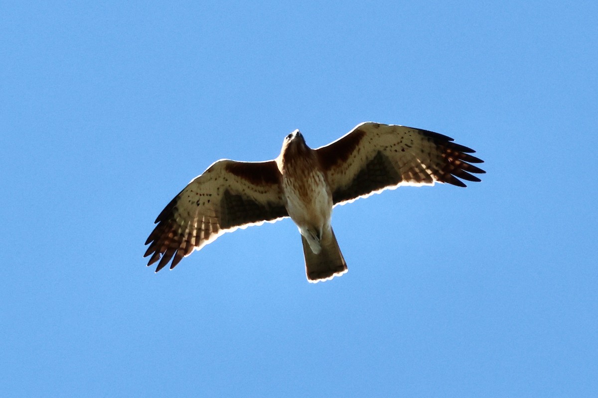 Little Eagle - ML641421573
