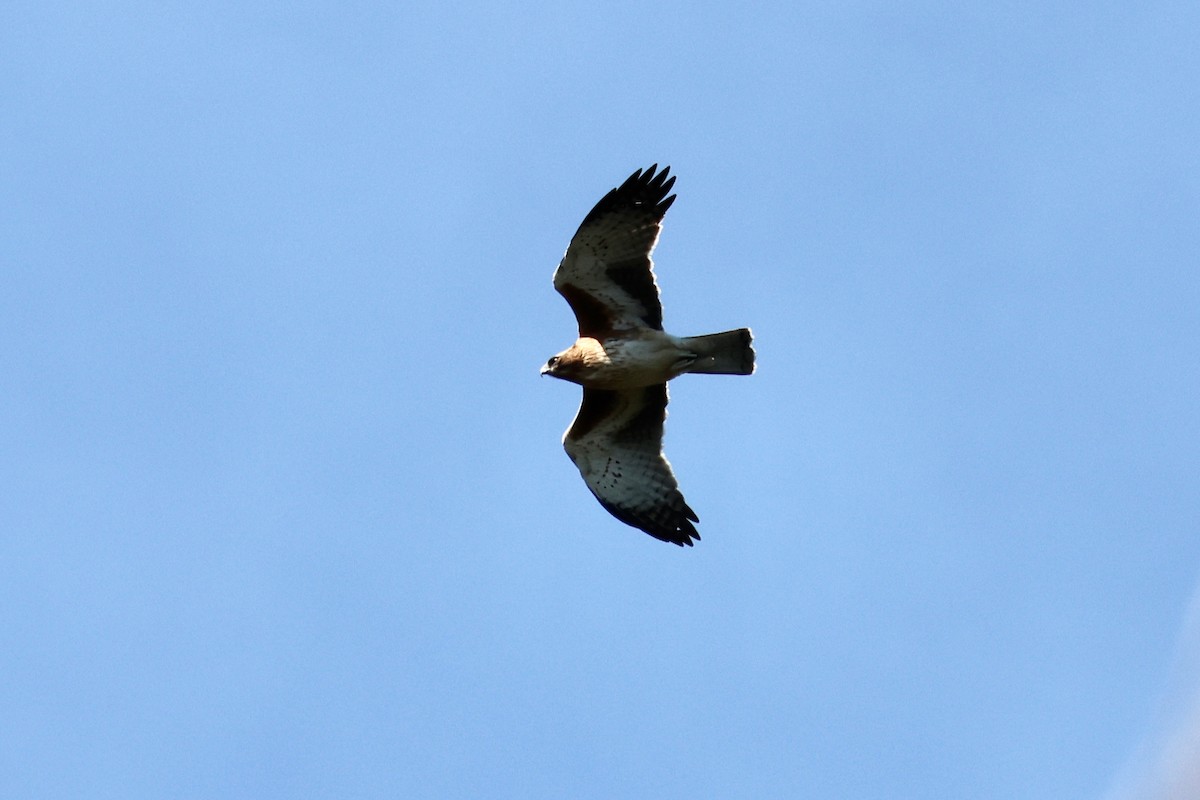 Little Eagle - ML641421574
