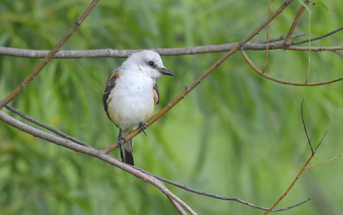 Scissor-tailed Flycatcher - ML641421575