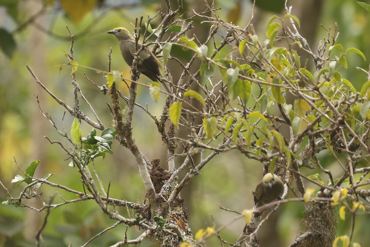 Palm Tanager - ML641421576