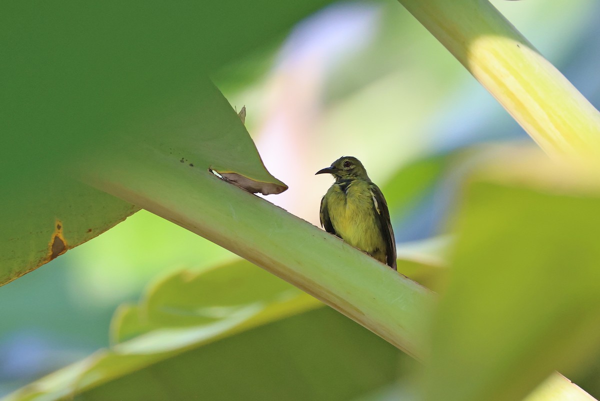 Brown-throated Sunbird - ML641421585