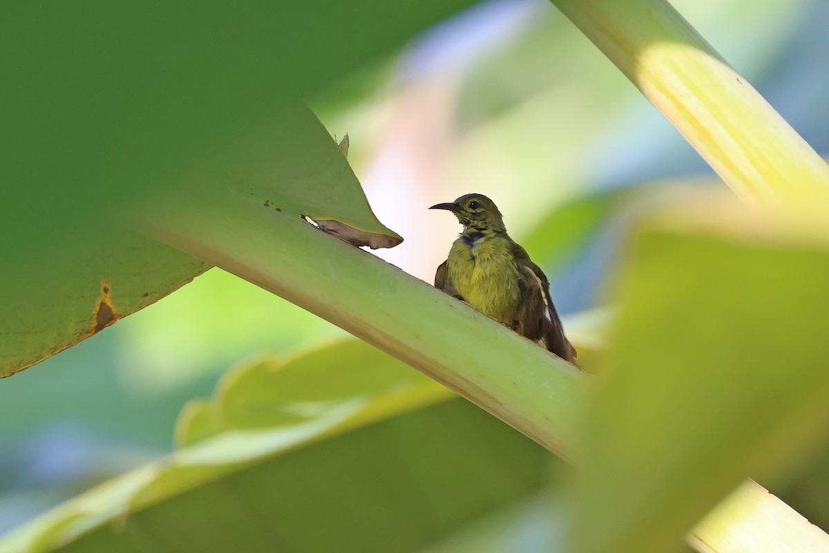 Brown-throated Sunbird - ML641421586