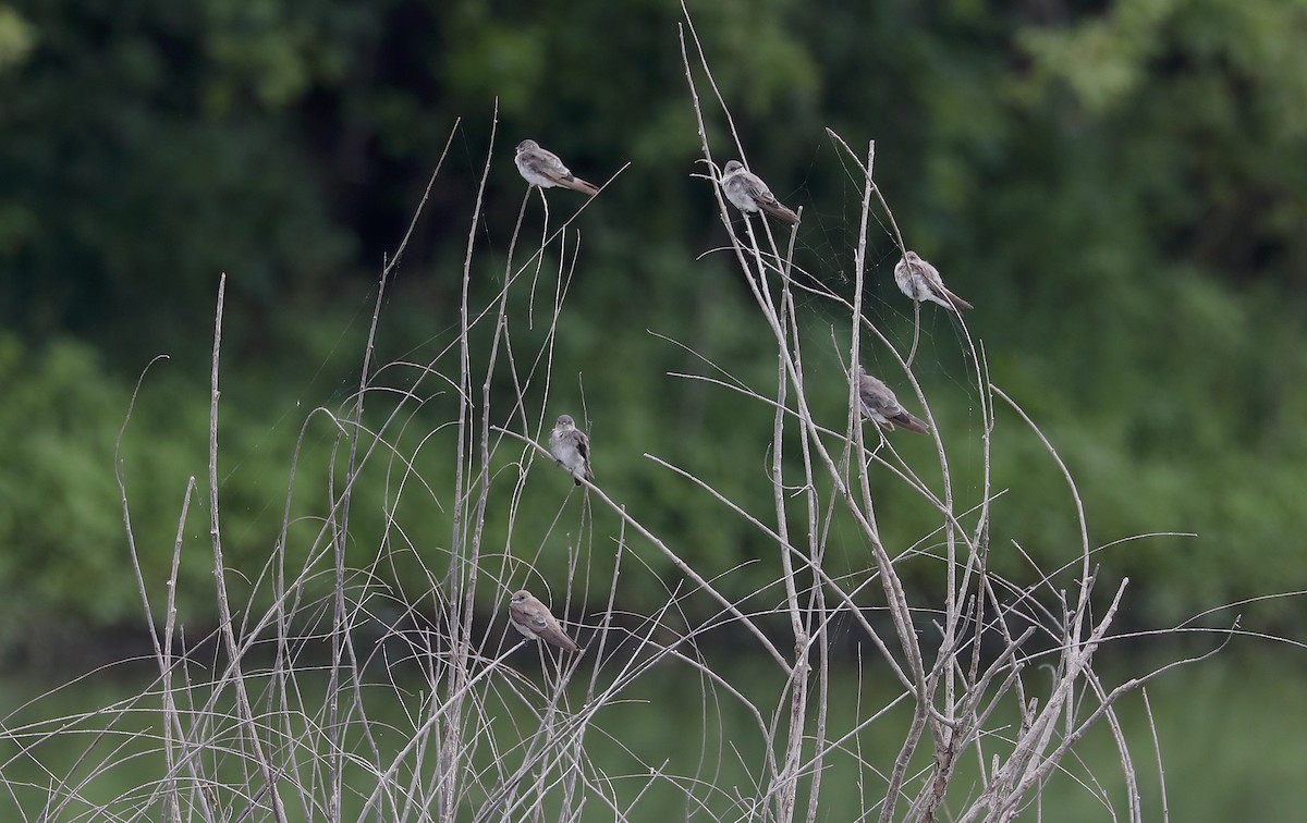 Northern Rough-winged Swallow - ML641421619